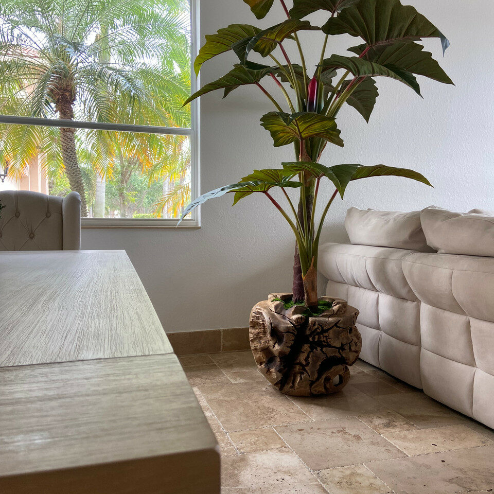 Alocasia-Pflanze in großer Teakholzschale