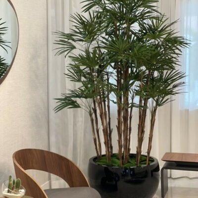 Lady Palm im schwarzen Pflanzgefäß Terragona