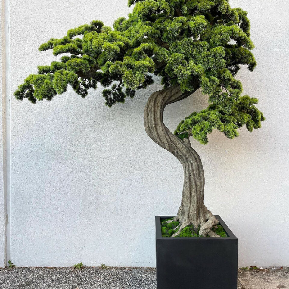 Großer Bonsai im Pflanzgefäß Block M