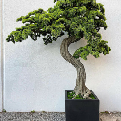 Großer Bonsai im Pflanzgefäß Block M