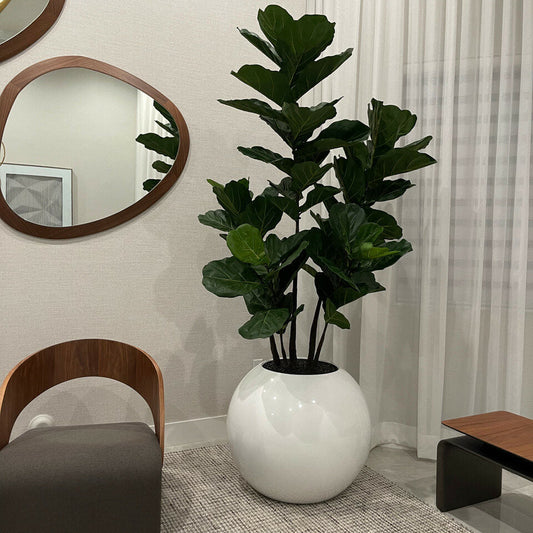 Geigen-Feige in weißer Globusvase – 180 cm