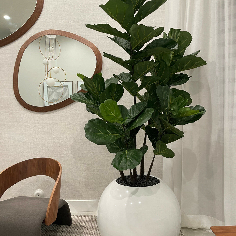 Geigen-Feige in weißer Globusvase – 180 cm