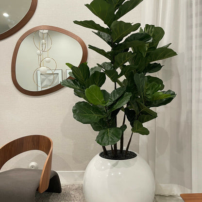 Geigen-Feige in weißer Globusvase – 180 cm