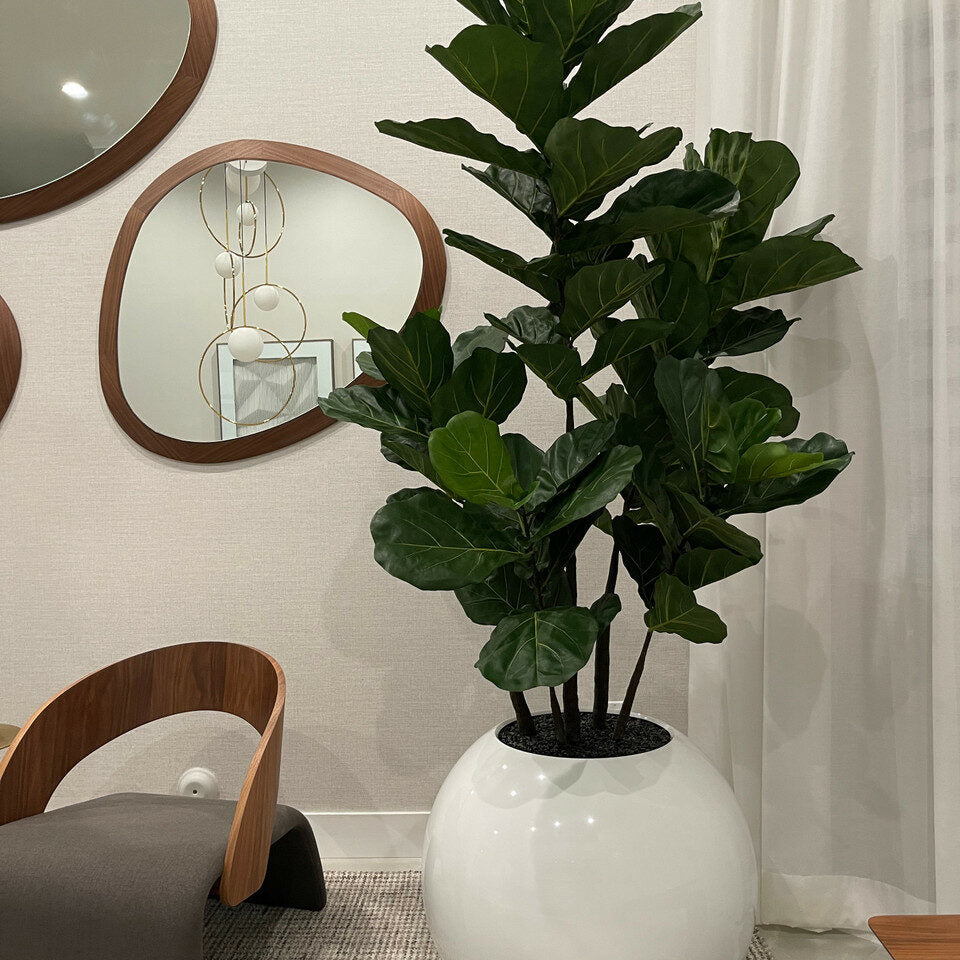 Geigen-Feige in weißer Globusvase – 180 cm