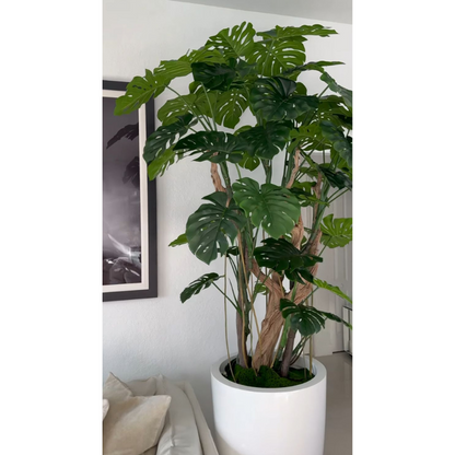 Monstera im Pflanzgefäß in Hochglanz-Weiß