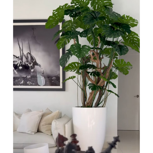 Monstera im Pflanzgefäß in Hochglanz-Weiß