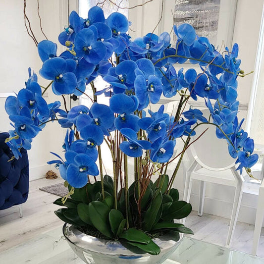 Blaue Phalaenopsis-Orchideen in Avenue-Schale