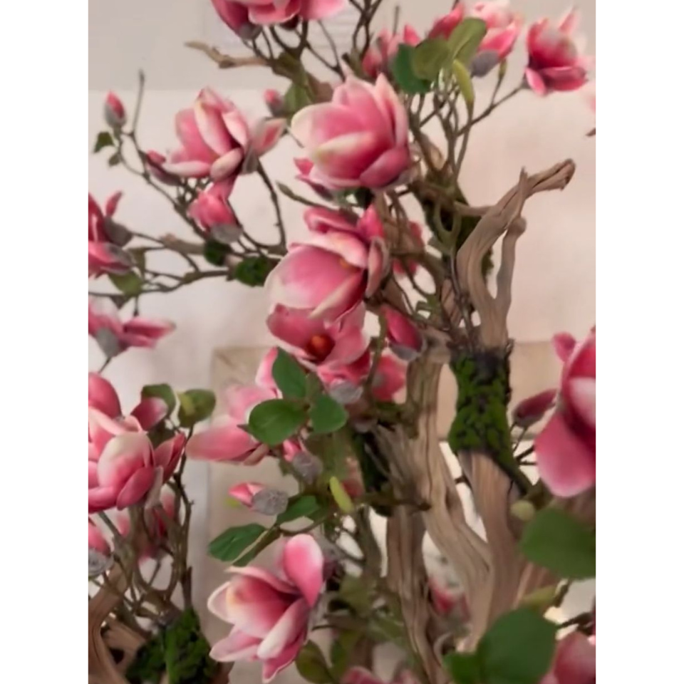 Rosa Magnolienbaum im strahlend weißen St. Tropez Pflanzgefäß
