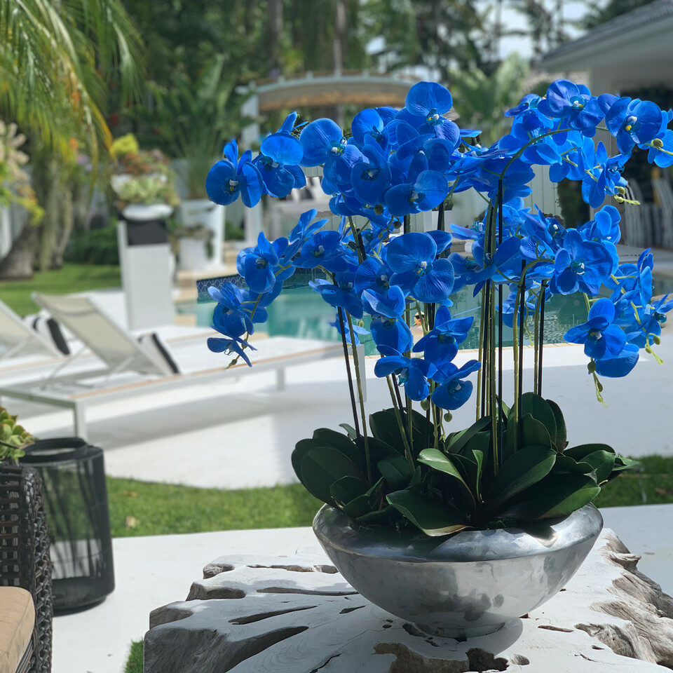 Blaue Phalaenopsis-Orchideen in Avenue-Schale