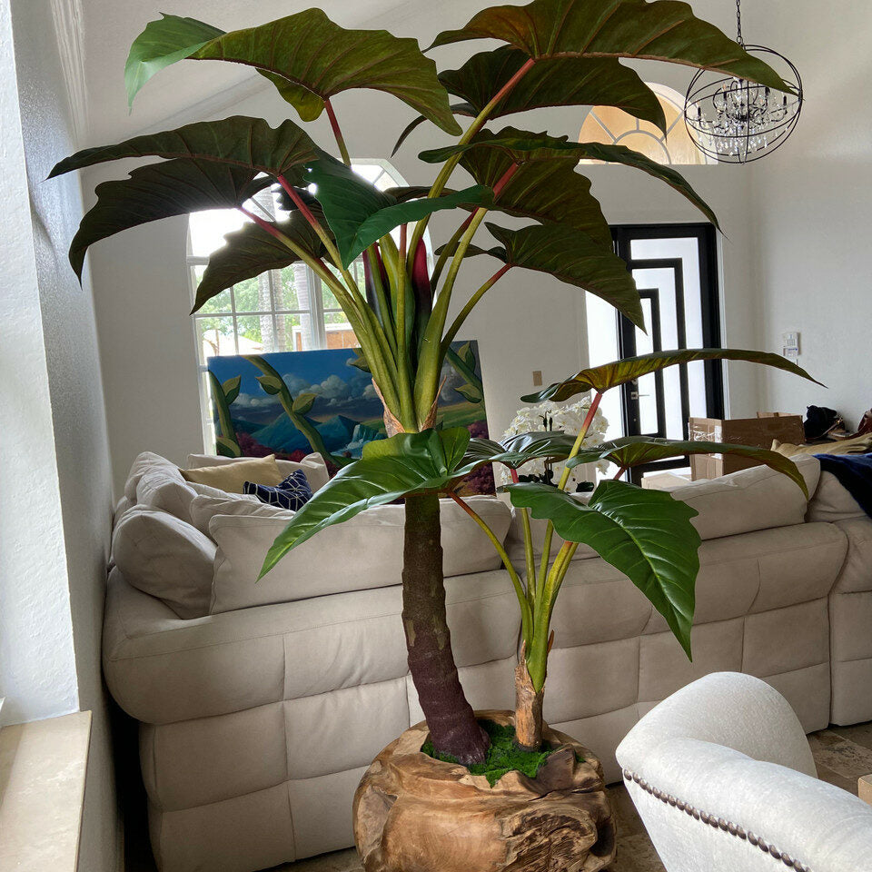Alocasia-Pflanze in großer Teakholzschale