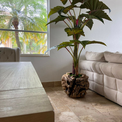 Alocasia-Pflanze in großer Teakholzschale
