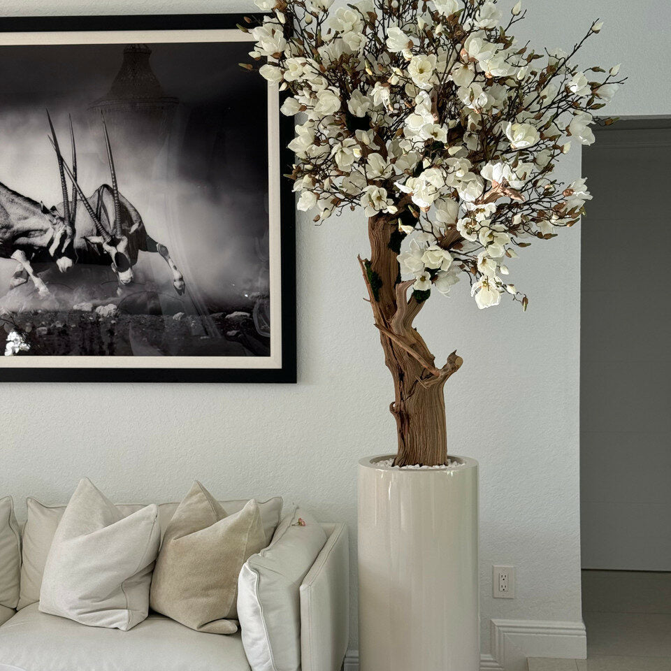 Weißer Magnolienbaum im beigefarbenen St. Tropez Glanztopf
