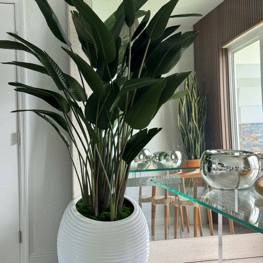 Paradiesvogelpflanze in Spiralvase in Weiß