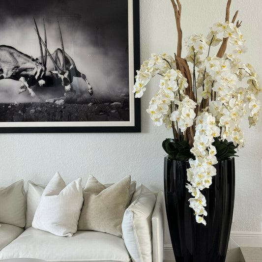 Weiße Kaskaden-Orchideen in sandbeiger San Jose Vase