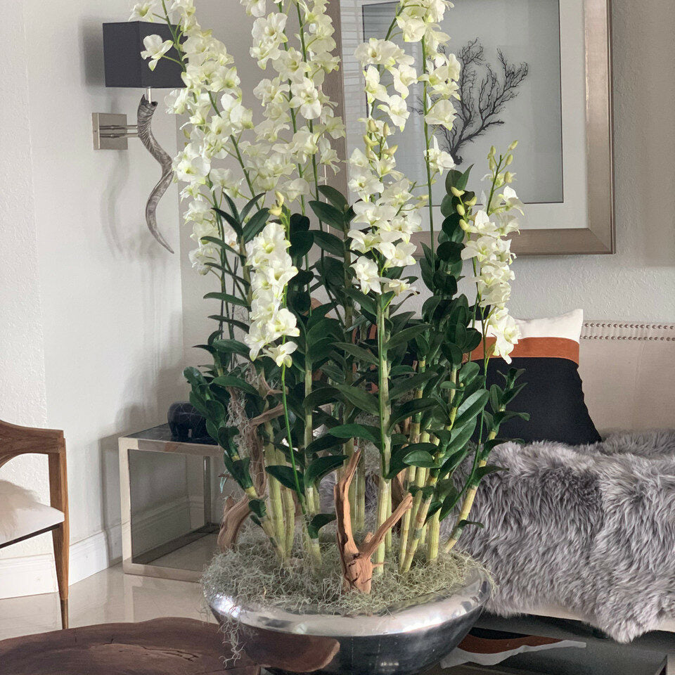 Avenue-Blumenkasten mit Dendrobium-Orchideen