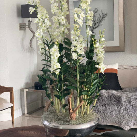 Avenue-Blumenkasten mit Dendrobium-Orchideen
