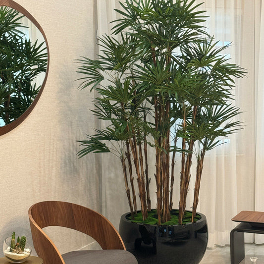 Lady Palm im schwarzen Pflanzgefäß Terragona