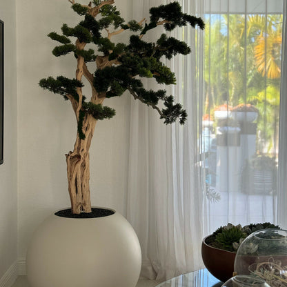 Bonsai-Baum im globusförmigen Pflanzgefäß in Satin-Beige – 180 cm
