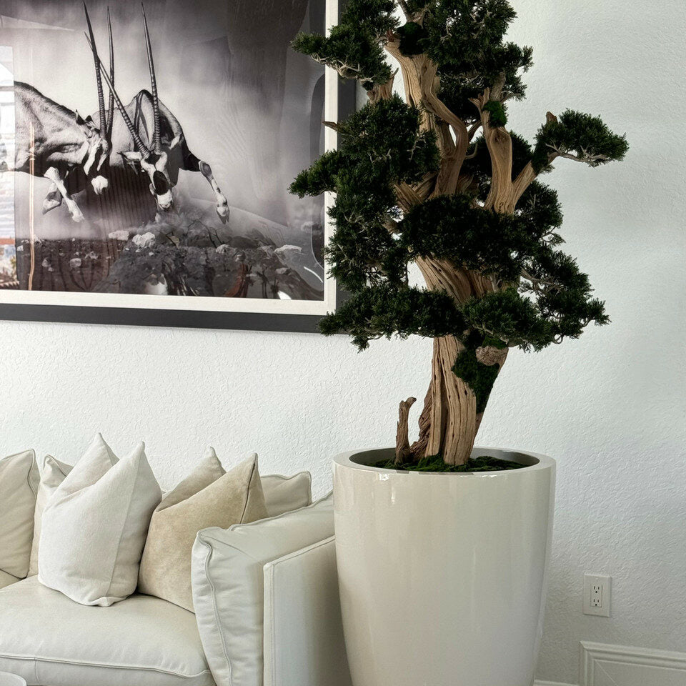 Großer Bonsai im Brannan-Pflanzgefäß