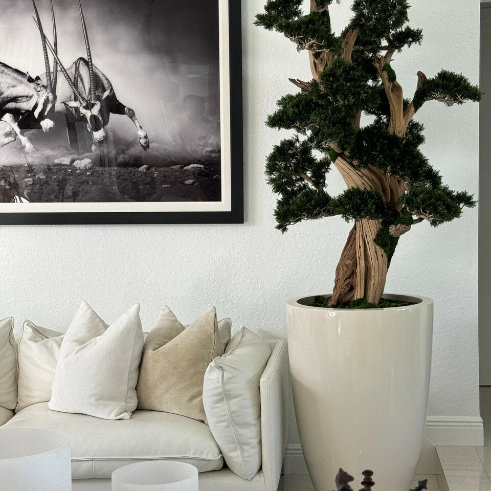 Großer Bonsai im Brannan-Pflanzgefäß