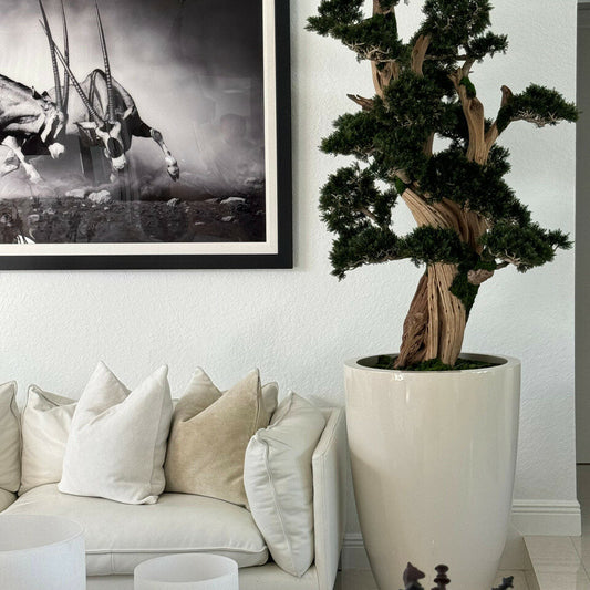 Großer Bonsai im Brannan-Pflanzgefäß