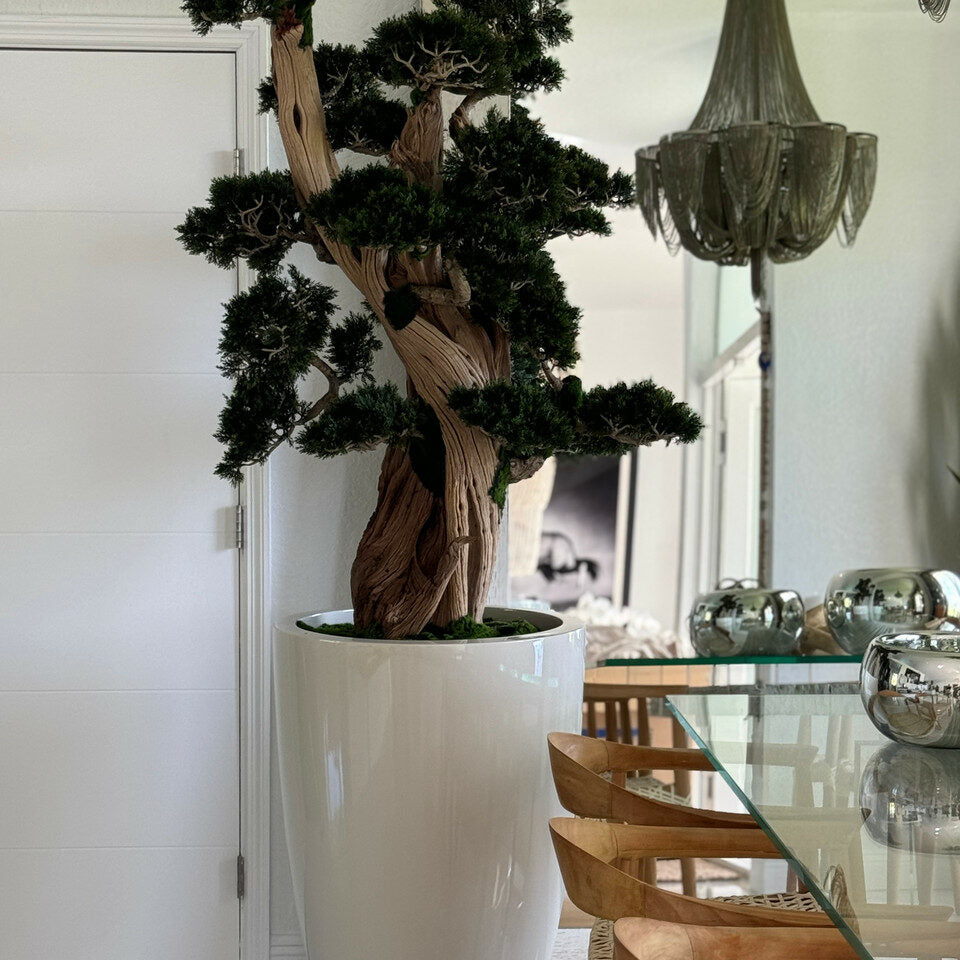 Großer Bonsai im Brannan-Pflanzgefäß