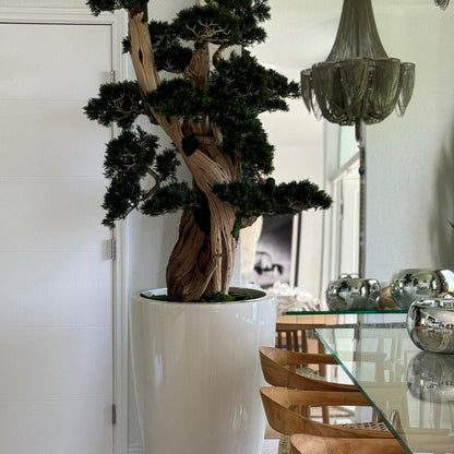 Großer Bonsai im Brannan-Pflanzgefäß