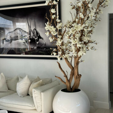 Weißer Magnolienbaum im glänzend weißen Globus-Pflanzgefäß, 76 cm