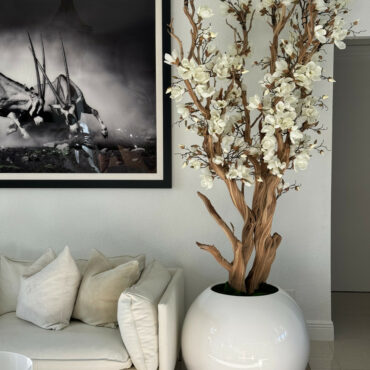 Weißer Magnolienbaum im glänzend weißen Globus-Pflanzgefäß, 76 cm