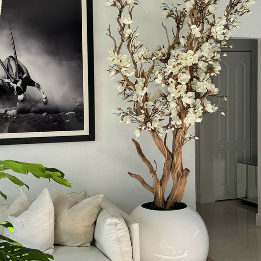 Weißer Magnolienbaum im glänzend weißen Globus-Topf, 126 cm